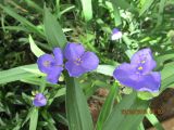 Tradescantia virginiana