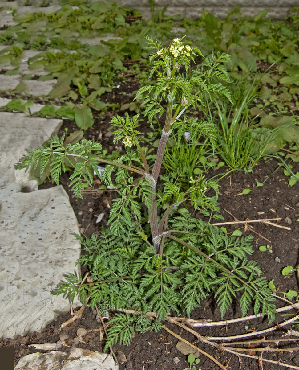 Изображение особи Anthriscus sylvestris.