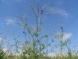 Delphinium paniculatum