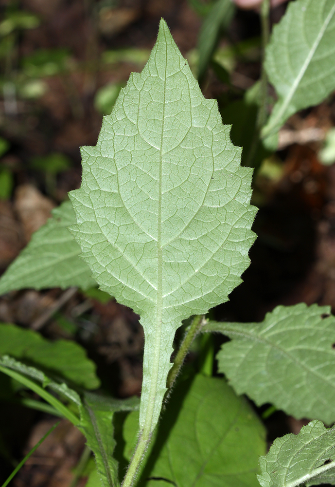 Image of Carpesium triste specimen.