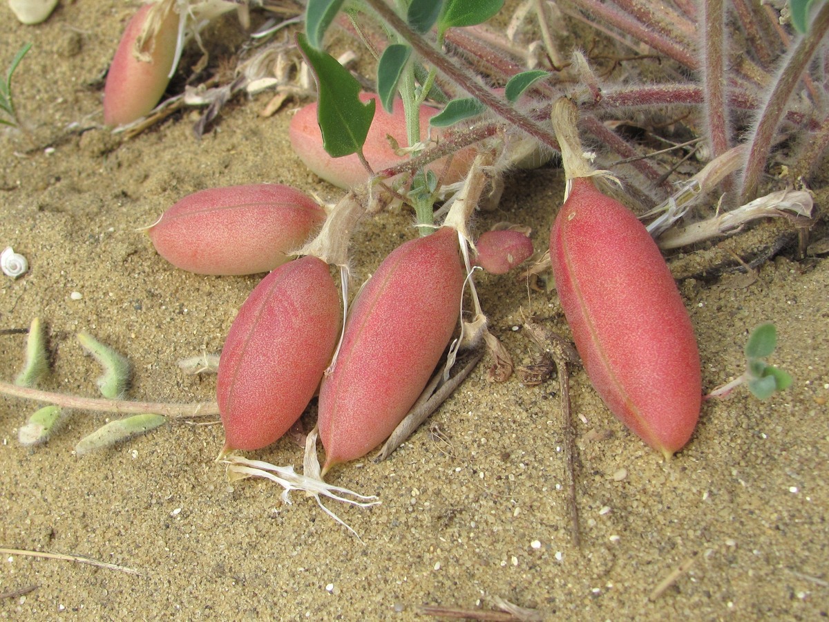 Изображение особи Astragalus longipetalus.