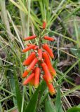 Aloe ciliaris