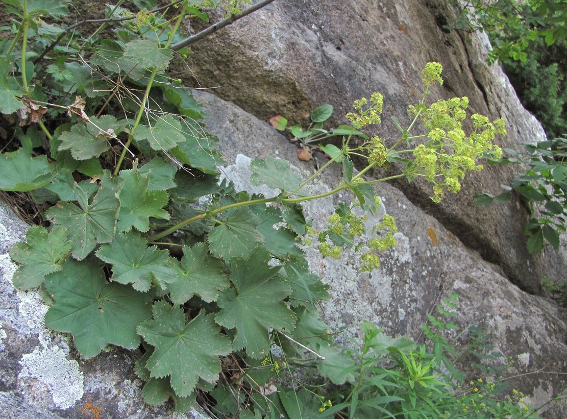 Изображение особи Alchemilla orthotricha.