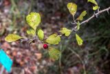 Crataegus × sinaica. Верхушка веточки с плодом. Израиль, Шарон, г. Тель-Авив, ботанический сад университета. 22.10.2018.