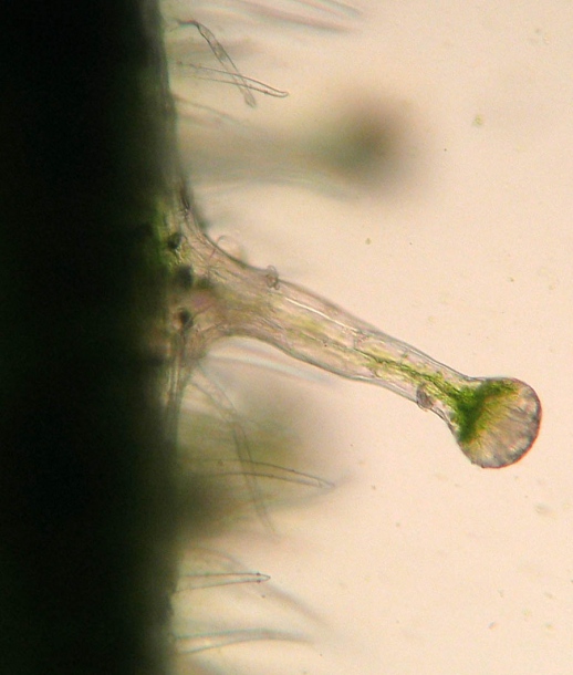 Изображение особи Dontostemon hispidus.