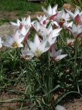 Tulipa clusiana. Цветущие растения (сорт 'Lady Jane'). Краснодарский край, г. Усть-Лабинск, в культуре на приусадебном участке. 03.04.2020.