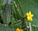 Cucumis sativus