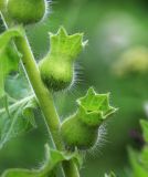 Hyoscyamus niger. Часть побега с незрелыми плодами. Приморский край, Шкотовский р-н, с. Анисимовка, обочина дороги. 25.07.2020.