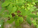 Spiraea media