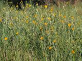 Tragopogon orientalis. Цветущие растения. Ульяновск, Заволжский р-н, окр. ж.-д. ст. Верхняя Терраса, разнотравный луг. 03.06.2021.