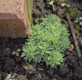 Sedum hispanicum. Вегетирующее растение в каплях дождя. Москва, БС МГУ, цветник, сороное. 01.09.2021.