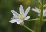 Ornithogalum ponticum