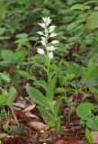 Cephalanthera caucasica