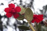 род Rhododendron