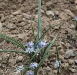 Hyacinthella atropatana