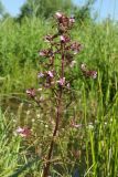 Pedicularis palustris