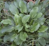 Eryngium planum