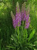 Dactylorhiza umbrosa. Цветущие растения. Казахстан, Туркестанская обл., Байдибекский р-н, верх. р. Улькен-Бугунь, долинный лес. 18.05.2023.