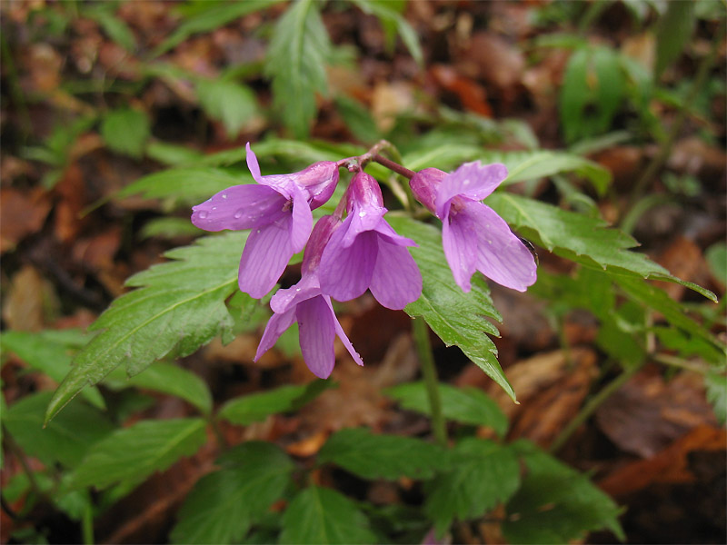 Изображение особи Cardamine glanduligera.