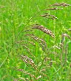 Deschampsia cespitosa. Соцветие. Ярославская обл., Мышкинский р-н, д. Кокошилово, луг по берегу р. Ломиха. 15.06.2011.