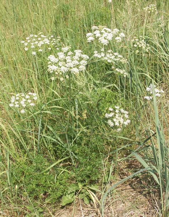 Изображение особи Peucedanum oreoselinum.