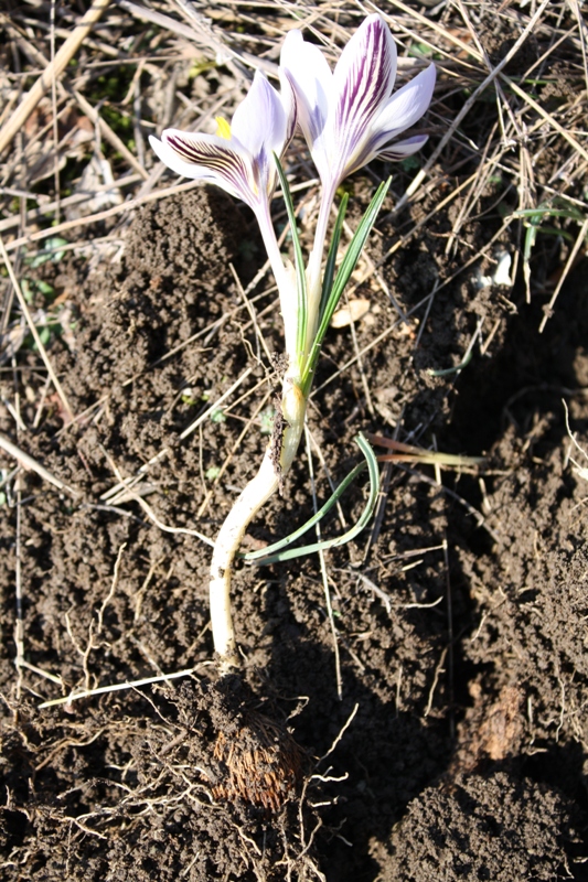 Изображение особи Crocus reticulatus.