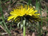 род Taraxacum. Соцветие. Южный Берег Крыма, мыс Мартьян. 25 апреля 2012 г.