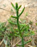 Salicornia perennans. Верхняя часть вегнетирущего растения. Зап. Крым, г. Саки, берег оз. Сакское в р-не санатория \"Полтава\". 31.08.2011.