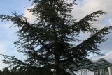 Cedrus libani. Средняя часть кроны молодого дерева. Нидерланды, г. Venlo, \"Floriada 2012\". 11.09.2012.