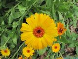 Calendula officinalis