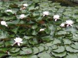 Nymphaea odorata. Цветущие растения. Южный берег Крыма, Никитский ботанический сад. 05.06.2009.