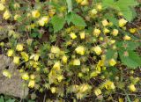 Potentilla fragarioides. Цветущее растение. Приморский край, окр. г. Уссурийск. 18.05.2008.