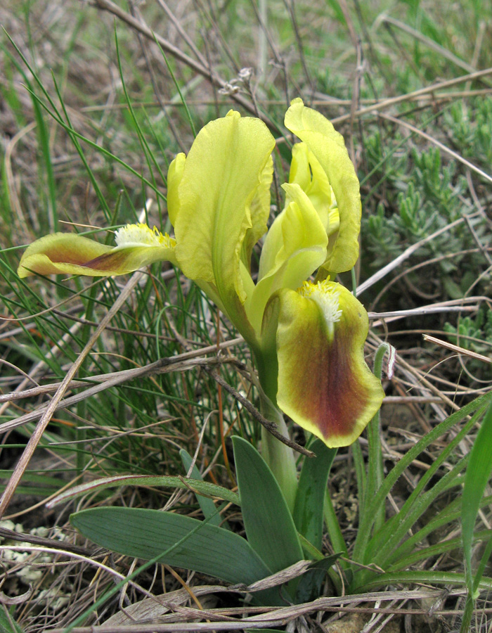 Изображение особи Iris pumila.