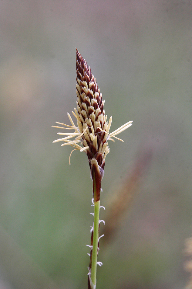 Изображение особи Carex macroura.