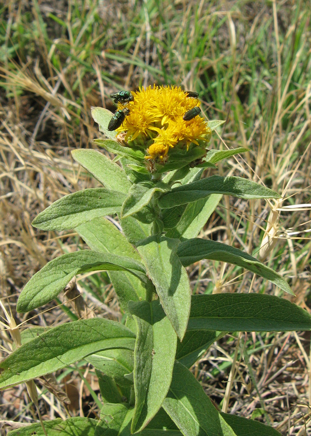 Изображение особи Inula germanica.