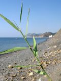 Phragmites australis