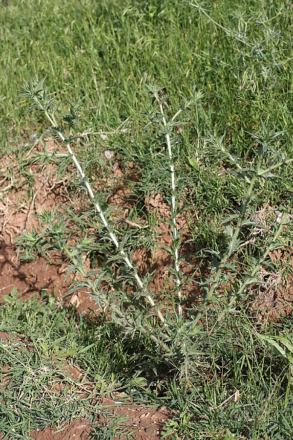 Изображение особи Carthamus &times; turkestanicus.