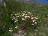 Tripleurospermum elongatum