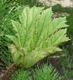 Gunnera tinctoria. Молодой лист. Германия, г. Дюссельдорф, Ботанический сад университета. 04.05.2014.