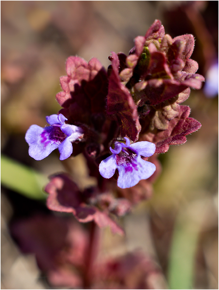 Изображение особи Glechoma hederacea.