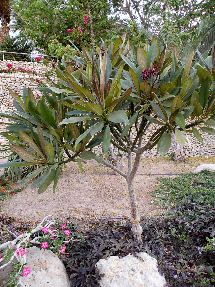 Изображение особи Plumeria rubra.