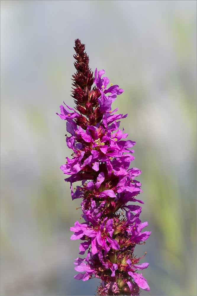 Изображение особи Lythrum salicaria.