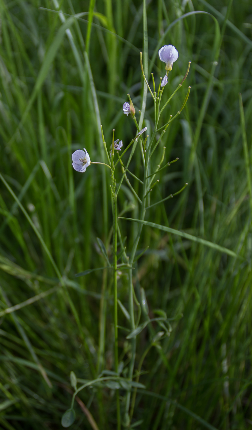 Изображение особи Cardamine dentata.