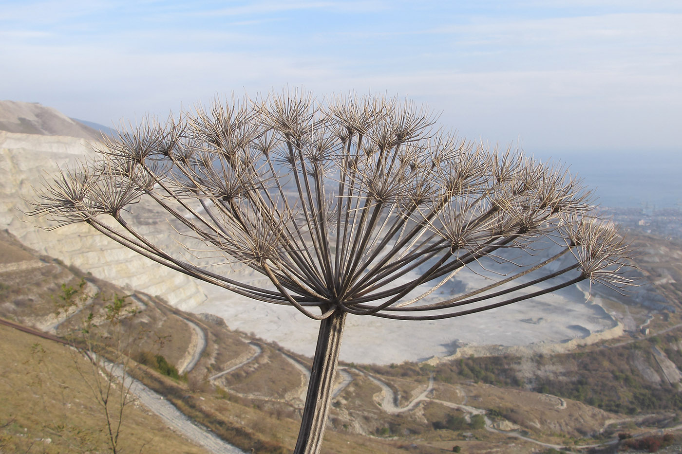 Изображение особи Heracleum stevenii.