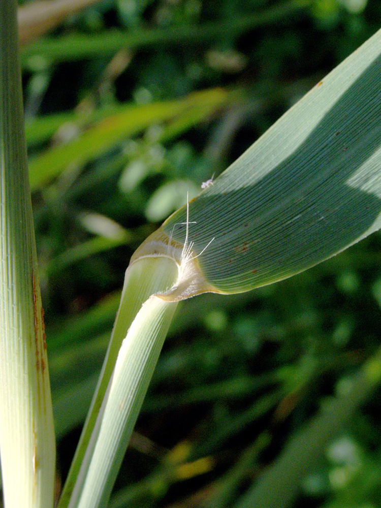 Изображение особи Phragmites australis.