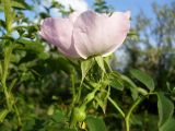 Rosa canina