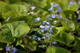 Brunnera sibirica