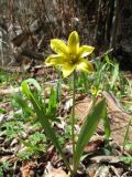 Tulipa heterophylla