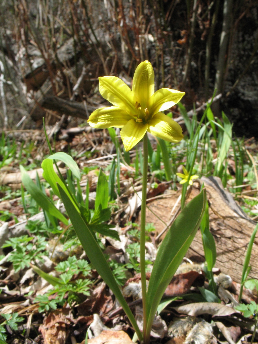 Изображение особи Tulipa heterophylla.