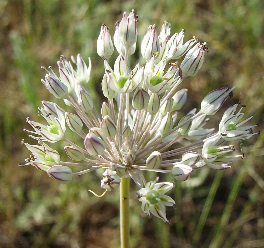 Изображение особи Allium delicatulum.